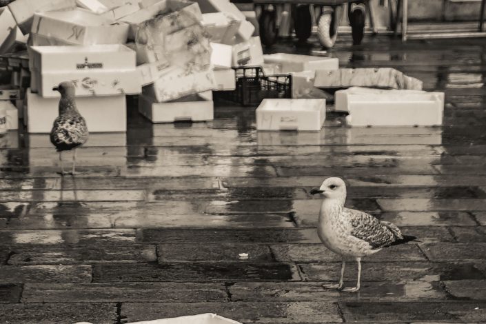 Seagulls at Rialto