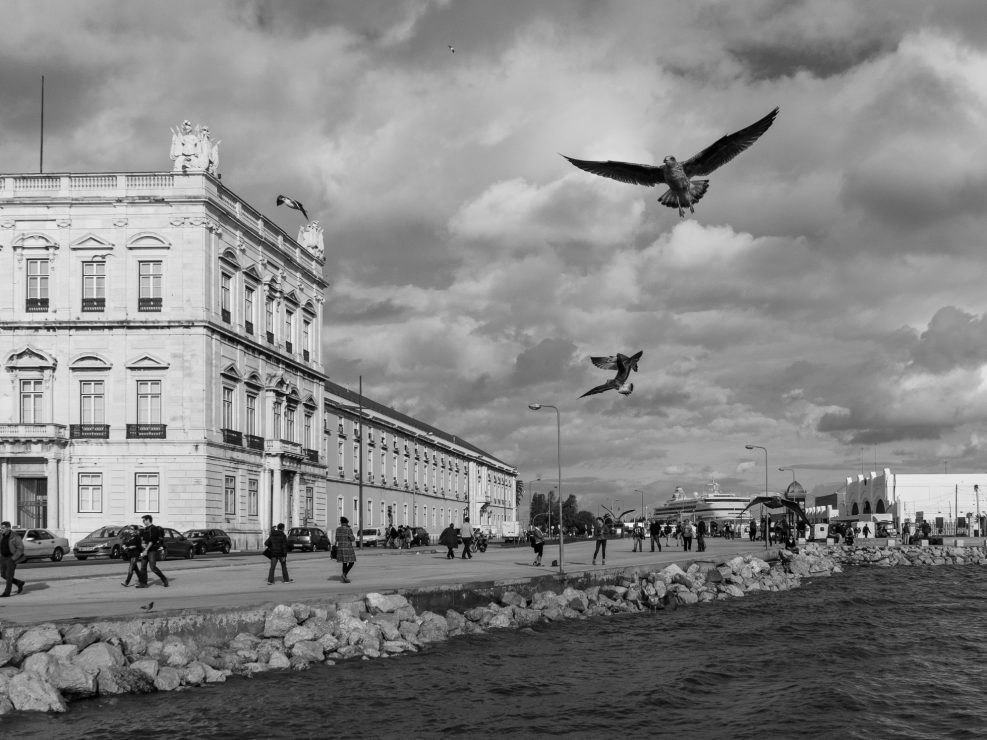 Lisbon Seagulls flying over sea