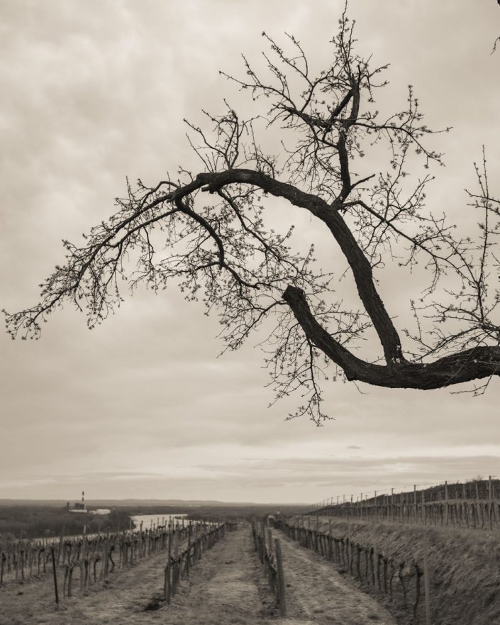 Tree branch in a vineyard