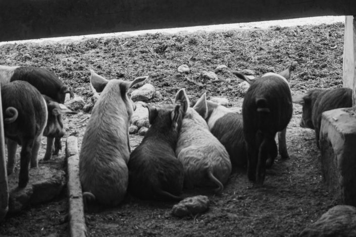 Bio pig farm - Little piglets
