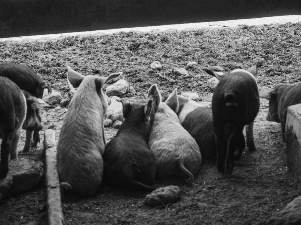 Bio pig farm - Little piglets