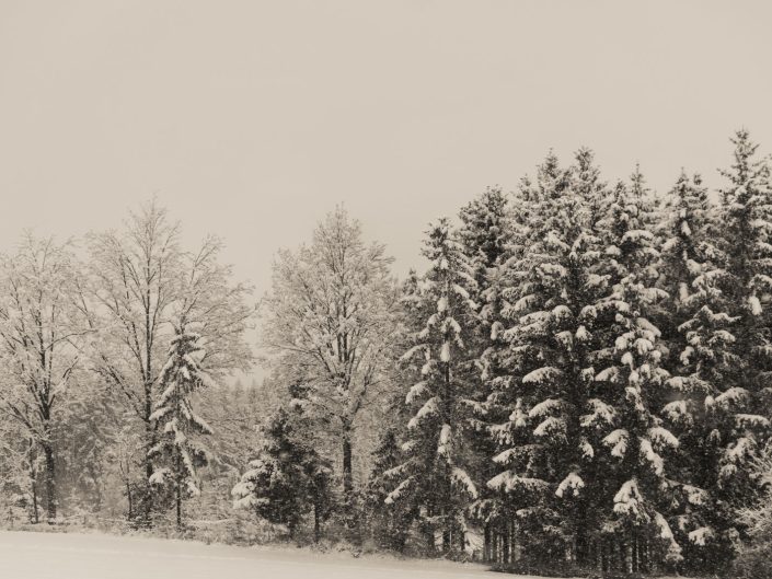 Trees in a snowy landscape