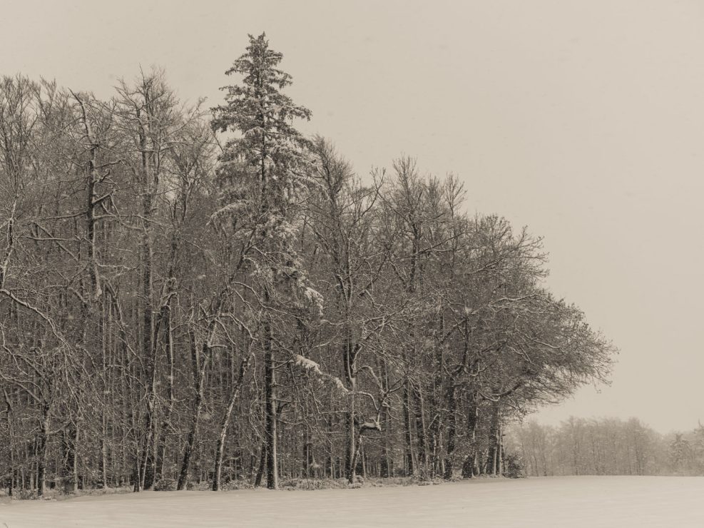 Trees with snow