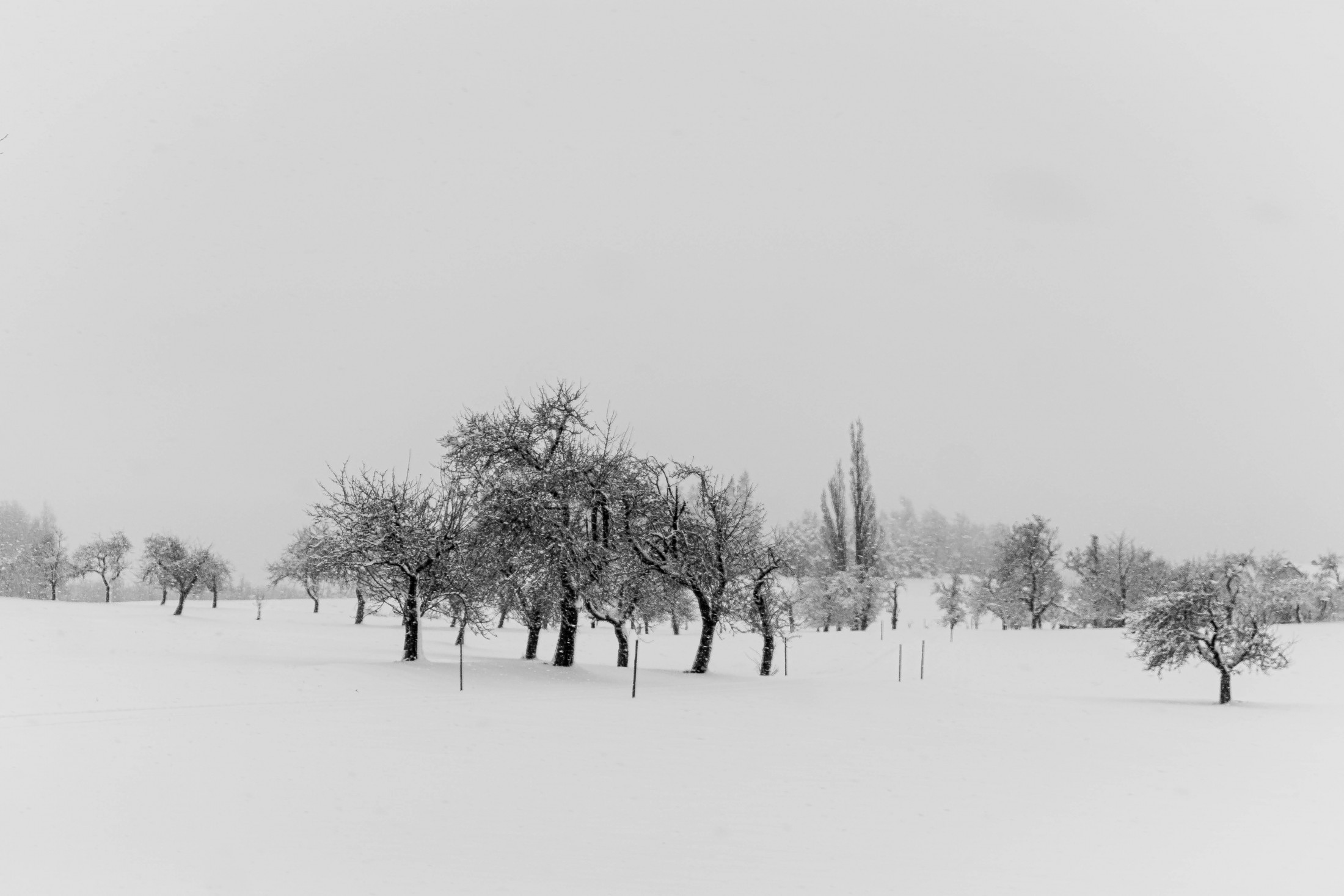 Trees in the snow