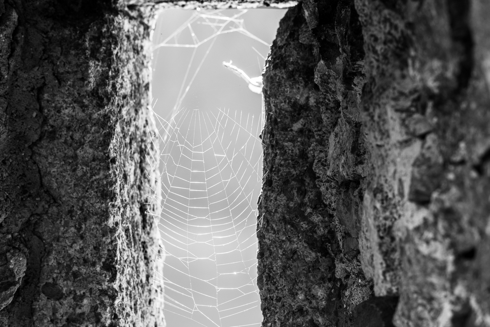 Diary - Building Lifetime towers - Spider web in castle walls