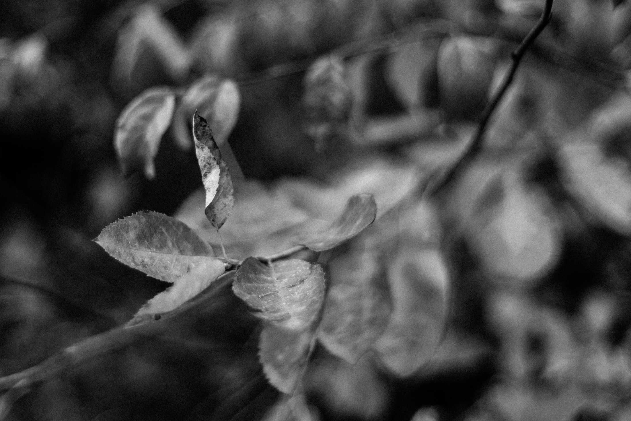 Diary - Promenade - Leaves on a tree branch