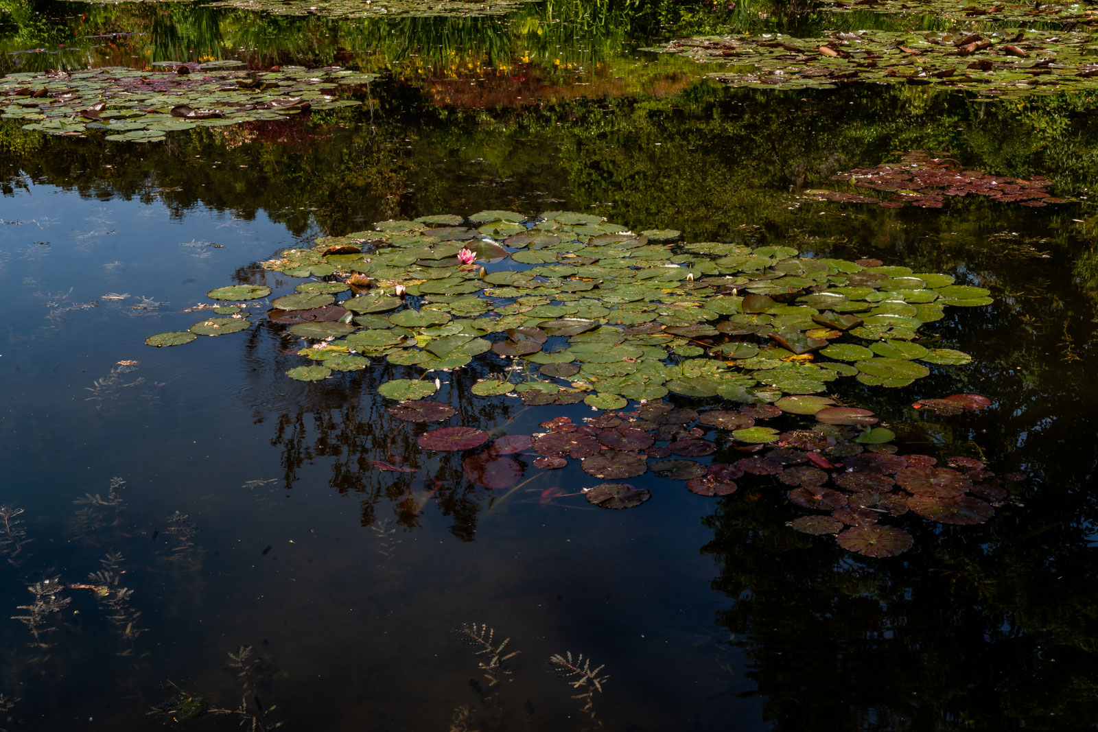 The pond at Claude Monet house
