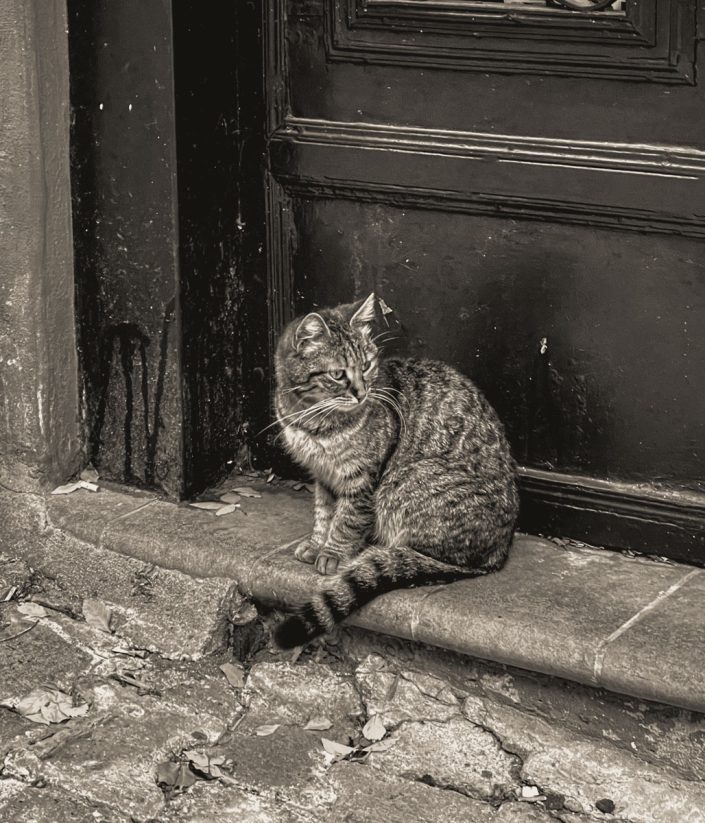 cat by a door